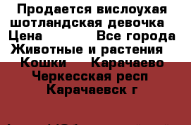 Продается вислоухая шотландская девочка › Цена ­ 8 500 - Все города Животные и растения » Кошки   . Карачаево-Черкесская респ.,Карачаевск г.